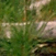 USA - Yellowstone - rajeunissement